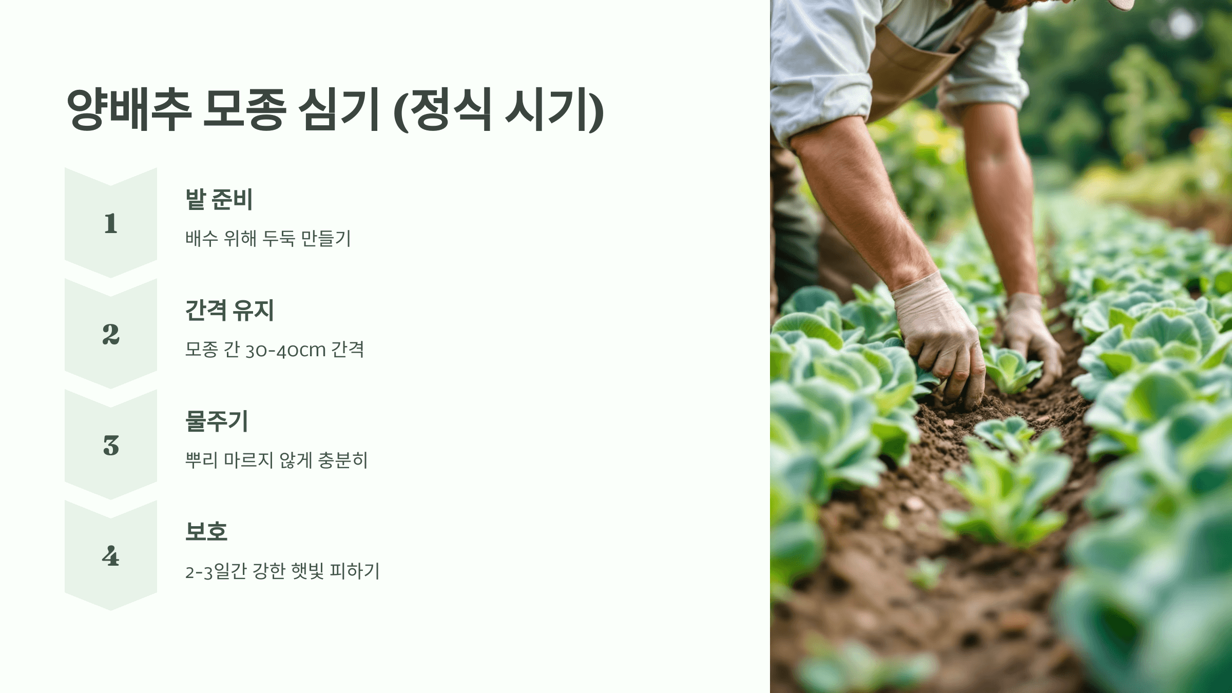 양배추 사진입니다.