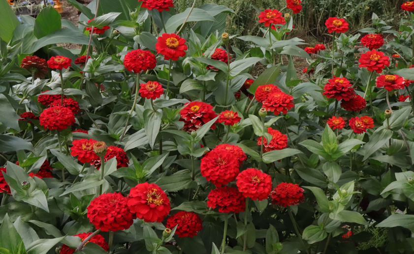 평창 백일홍 축제 기간 행사 내용 프로그램 장소 주소