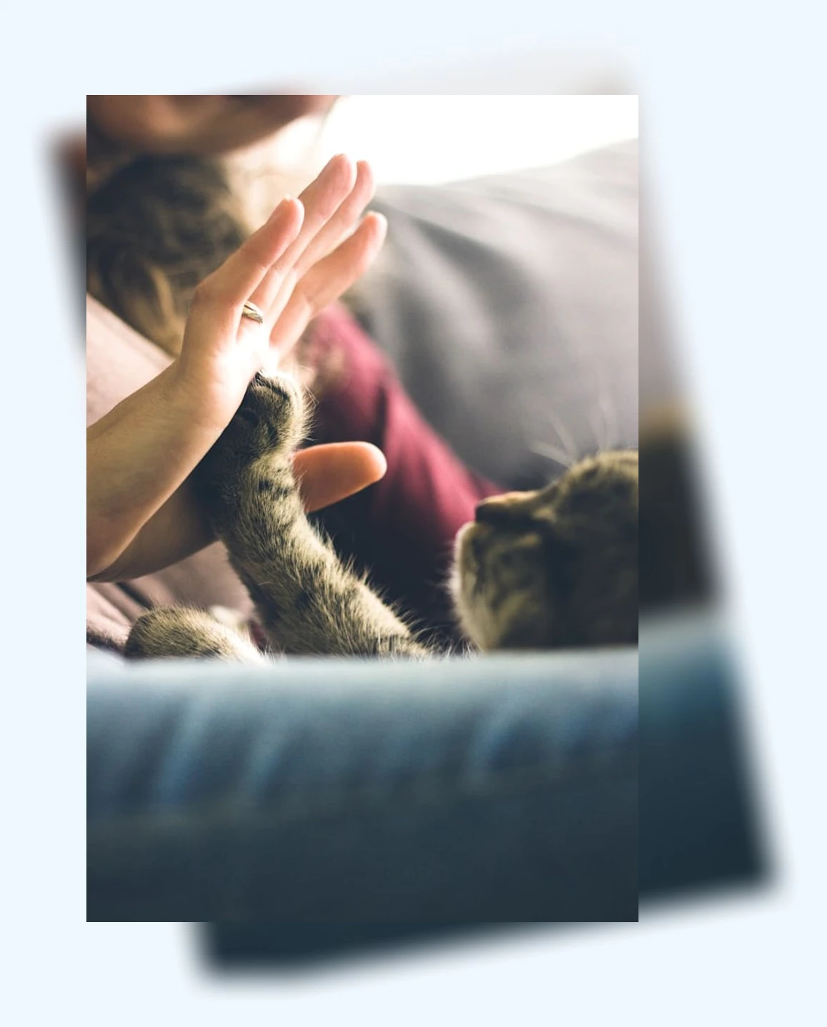 반려동물 스트레스_2_subsection