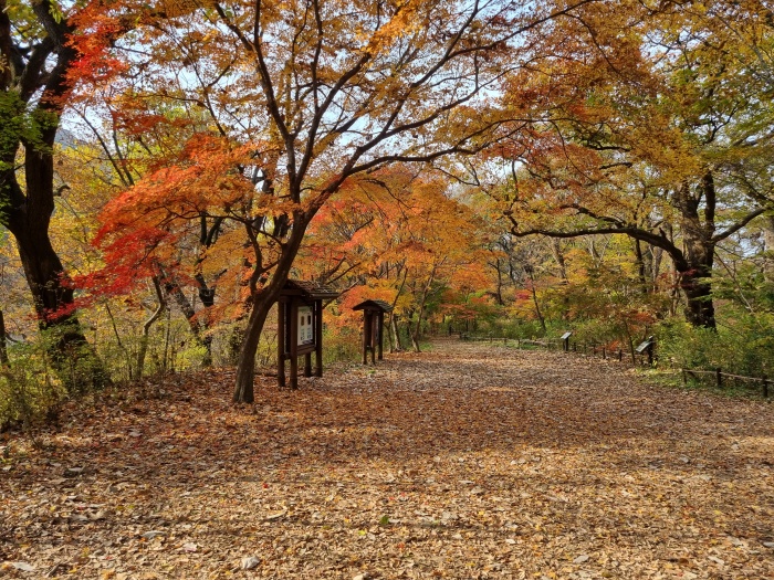 갑사-단풍