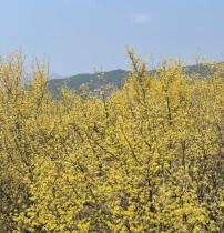 2025 구례 산수유꽃축제