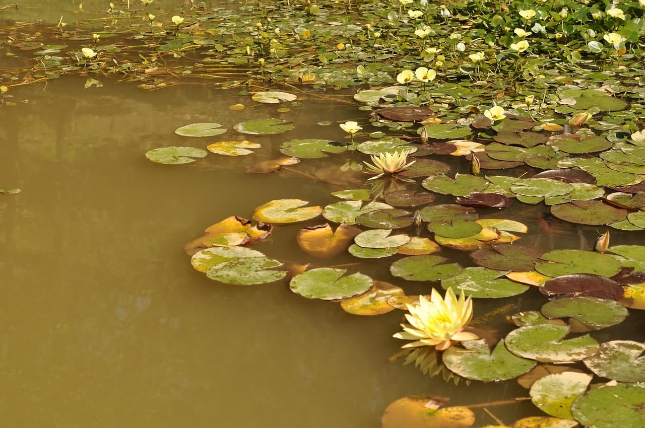우주에서의 수경재배 연구 &ndash; NASA 실험 사례 분석