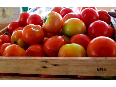 토마토