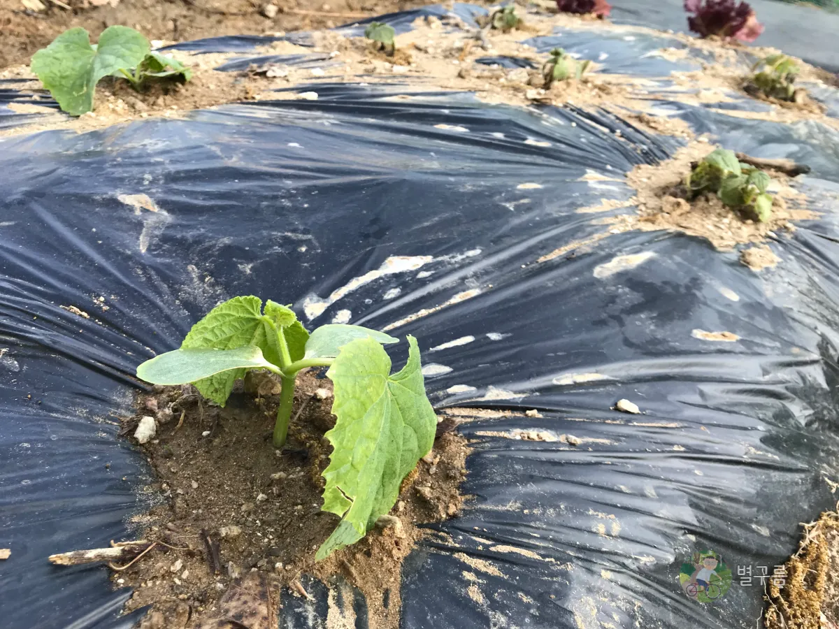 텃밭-모종심기-오이