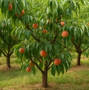 복숭아 보관방법