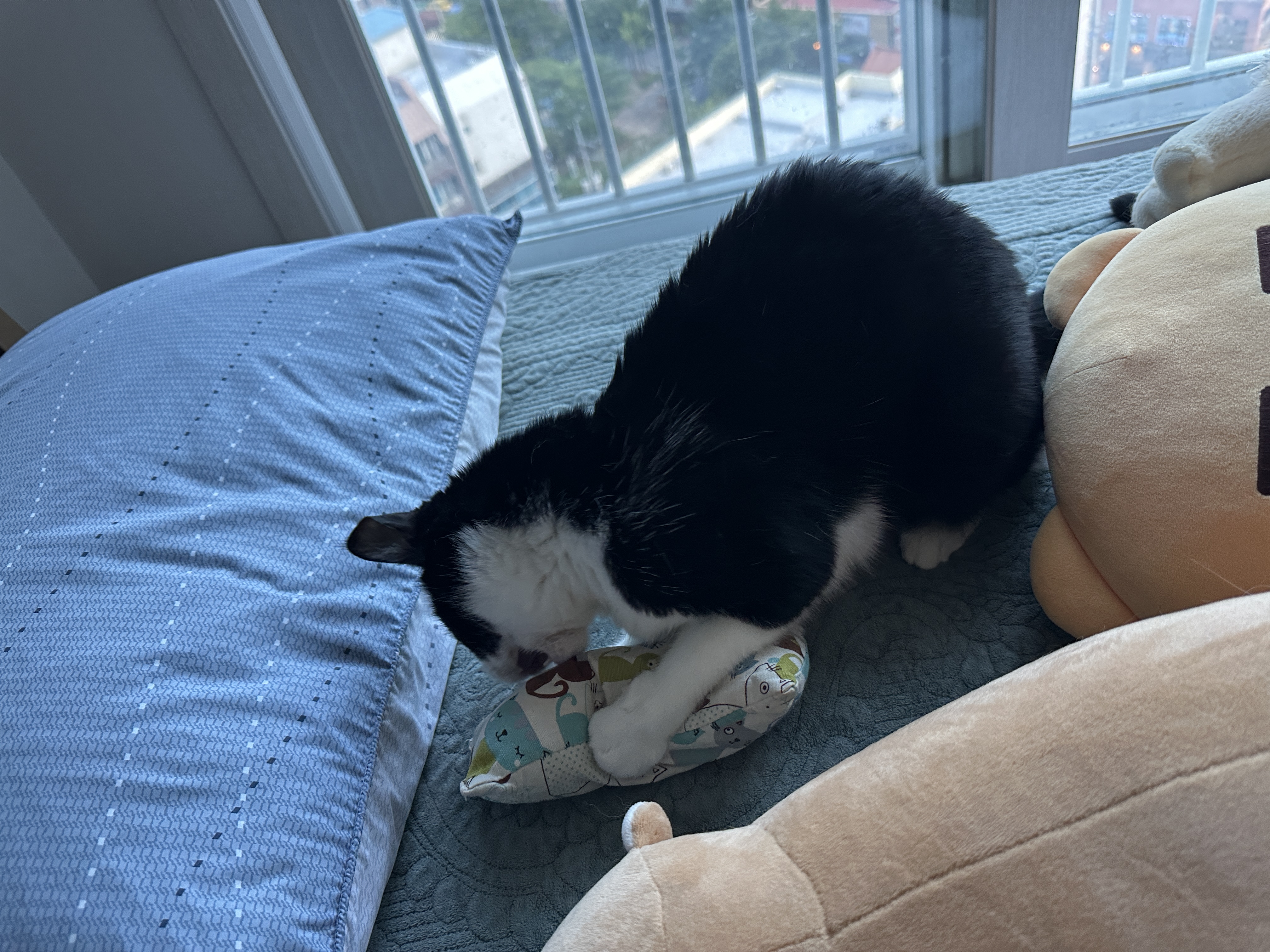 캣닢_쿠션에_신나서_털까지_세운_두리_2