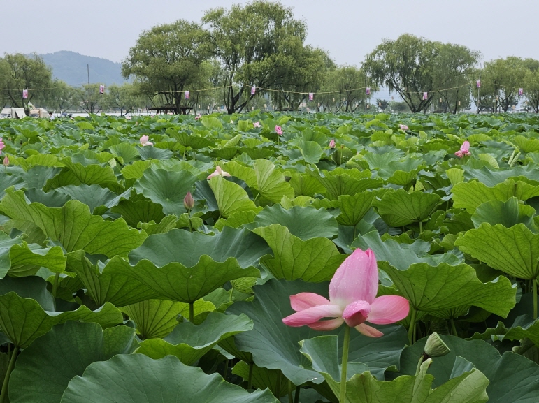궁남지 연꽃