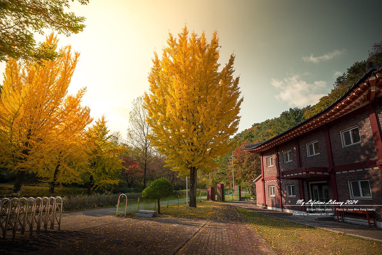 제천 배론성지 가을 단풍 은행