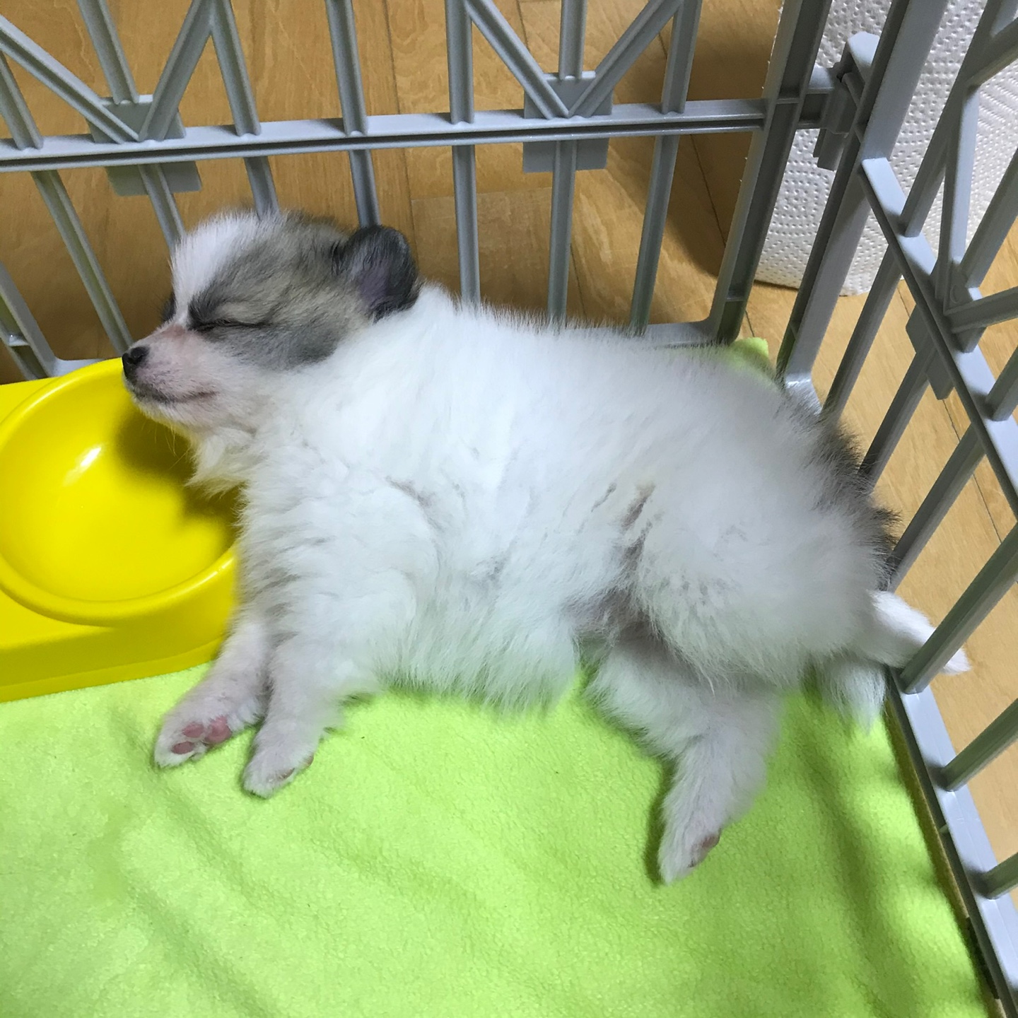 심바 사진