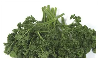 파슬리 재배 반그늘 재배 잎 따기 잦은 수확_31