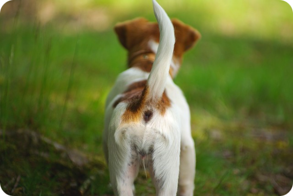 강아지가 꼬리 흔드는 이유는 무엇일까요?