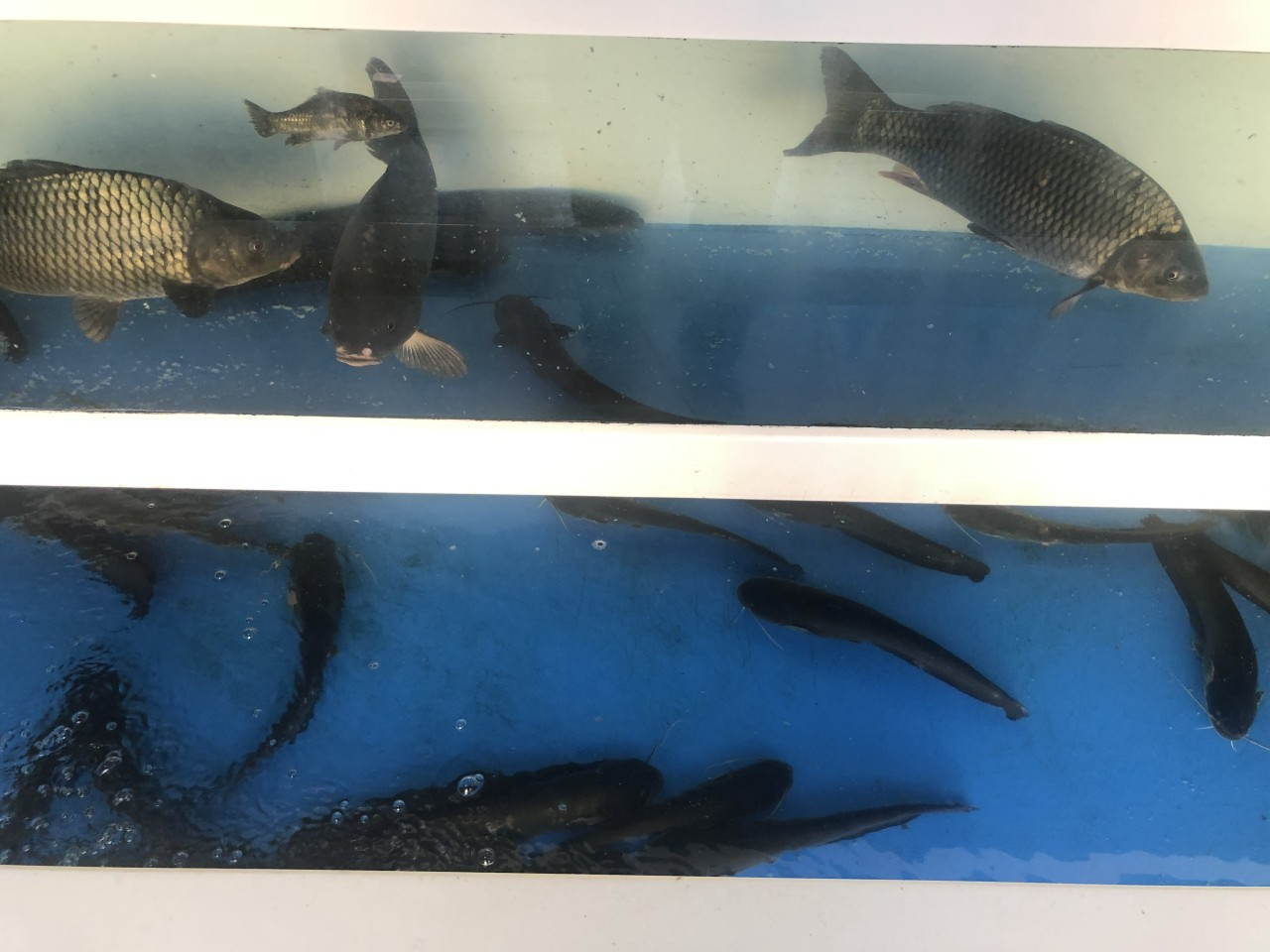 옥천 생선국수 맛집 청양식당