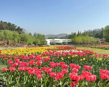 피나클랜드 튤립 수선화 축제_7