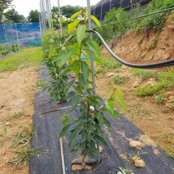 체리 재배 수분수 선택 전정 시기 열매 갈라짐 예방_13