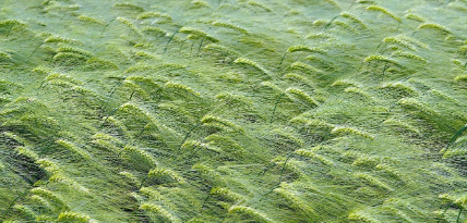 서울시 도시농업 공고 모음 관련 사진