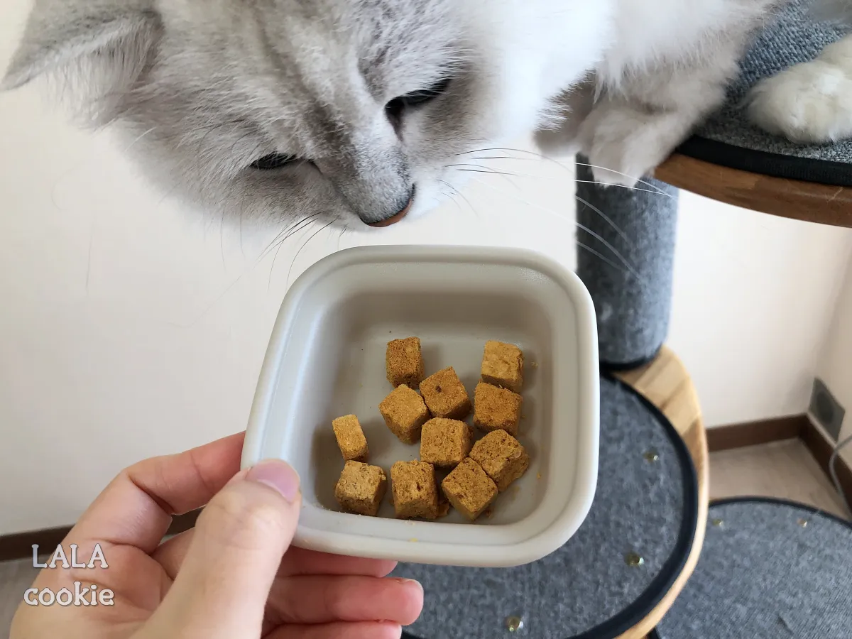 고양이-간식-추천-동결건조-스낵과-쳐다보는-고양이