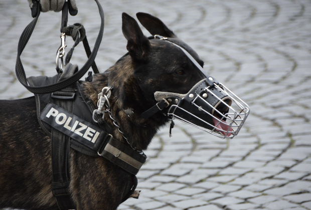 GOP 병사들의 동반자: 군견과 함께하는 경계 근무