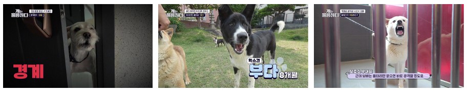 개는 훌륭하다 재방송 다시보기 - 180회 또봉이, 179회 부다, 178회 보배