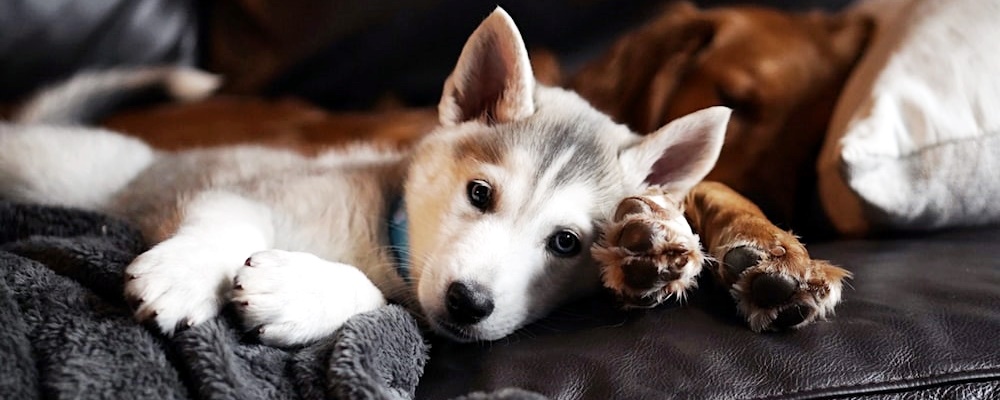 새끼 강아지 키우는법 21 이미지