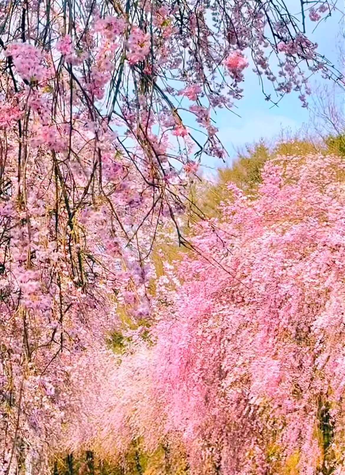 거창 병곡마을 수양벚꽃 주차 완벽 가이드 관련사진