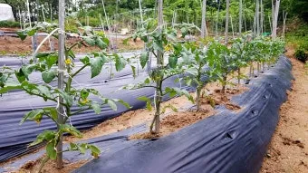 방울토마토 재배 화분 키우기 적심 유인 당도 관리_9