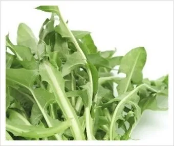 루콜라 재배 직파 심기 통풍 관리 초기 생육_14