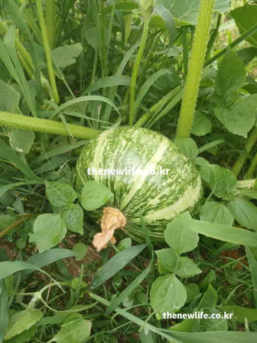애호박 효능 고지혈증 예방 칼륨 성분