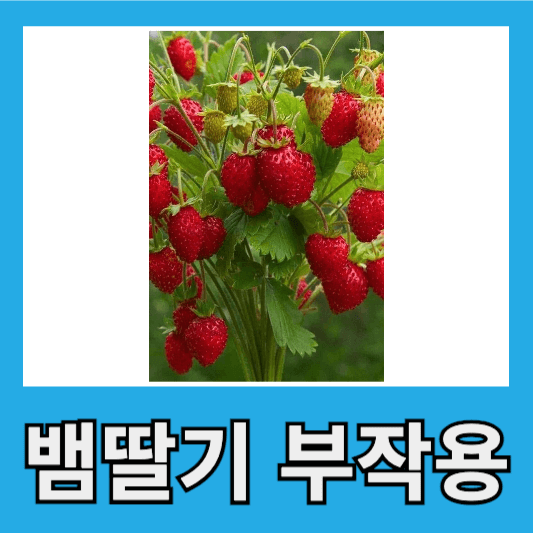 뱀딸기 부작용