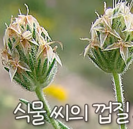 차전자피 실리엄 이미지