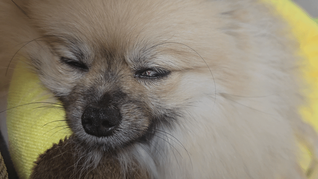 잠을 자면서 입을 움직이는 강아지