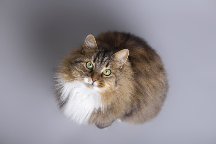 고양이 꿈 해몽 풀이 100가지 총 정리