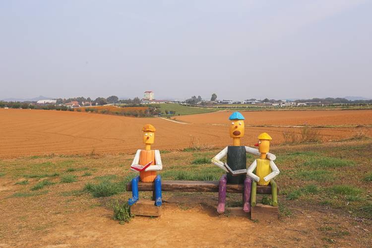 안성팜랜드 코스모스 꽃구경