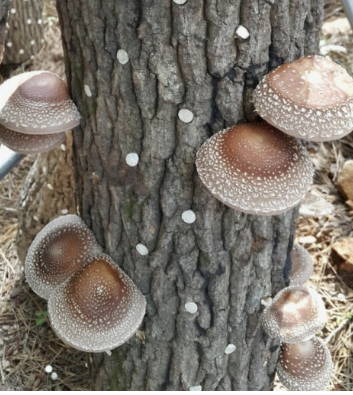 장흥표고버섯 사진