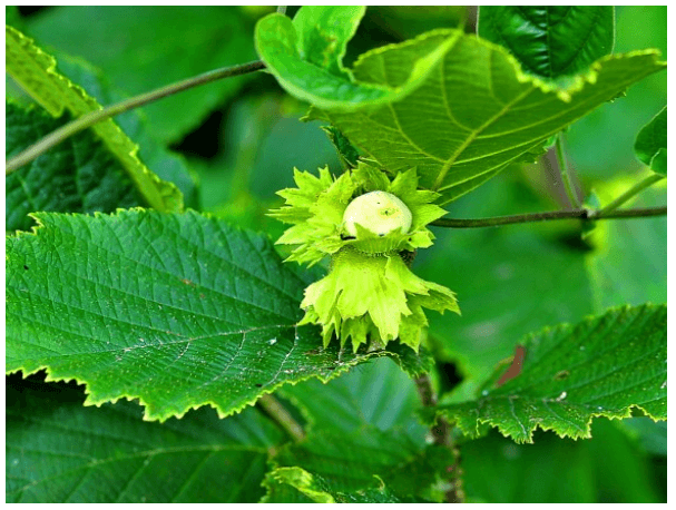 개암나무 열매 암,수꽃 재배법 효능 및 열매 먹는법