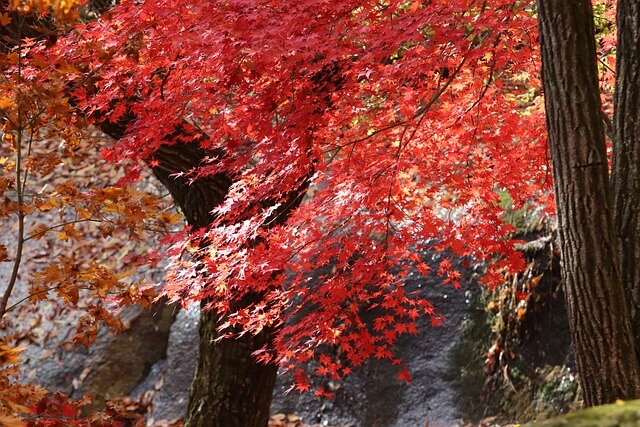 오대산 가을 단풍여행