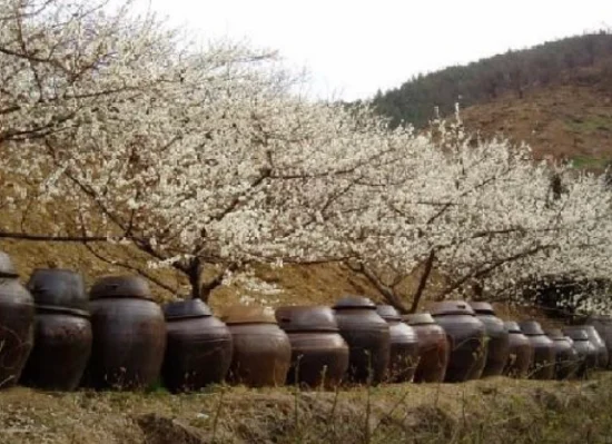 홍쌍리-청매실-농원