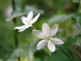 튜베로즈 씨앗 꽃 피우기 계절별 관리법 병충해 예방_14