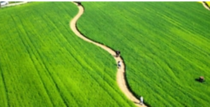 고창 청보리밭 실시간 개화 상황