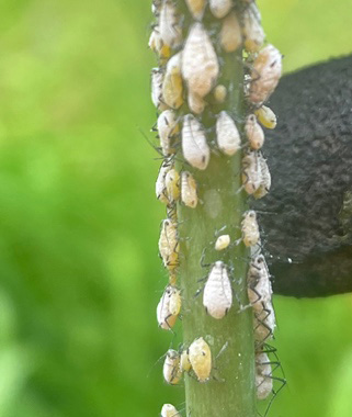 인도볼록진딧물-1