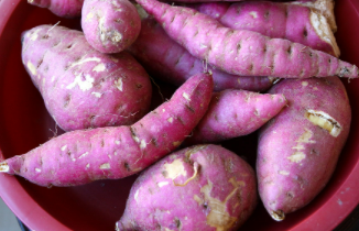 고구마 수확시기