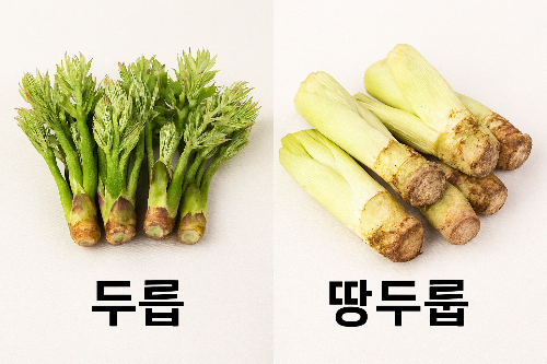 두릅과-땅두릅