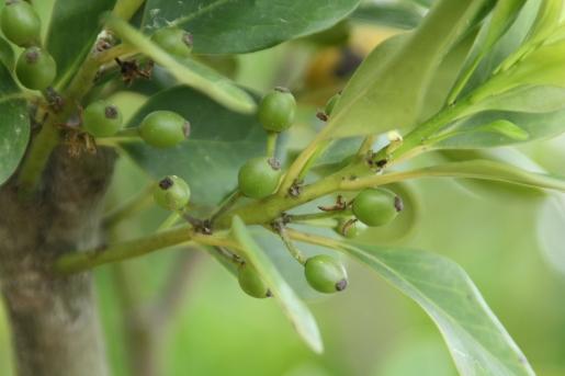 감탕나무 열매2