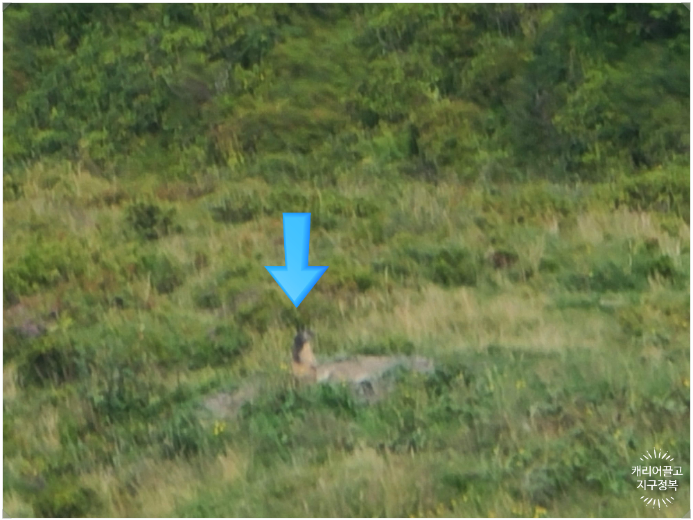 스위스 야생 마멋