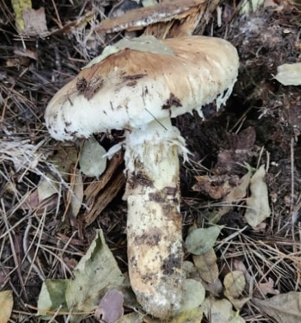 송이버섯 효능 보관방법 총정리