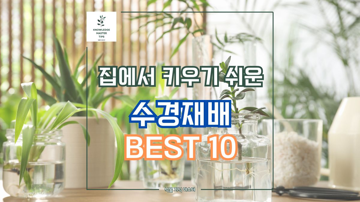 집에서 키우기 쉬운 실내 수경재배로 잘 자라는 식물 BEST 10