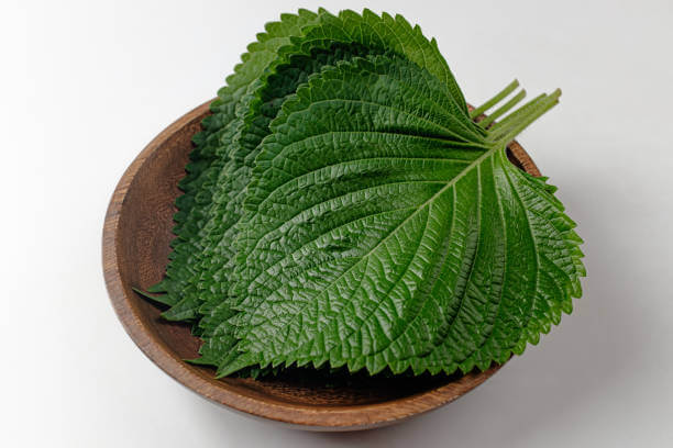 깻잎 효능 12가지와 부작용 및 하루 권장량 보관법 고르는 법