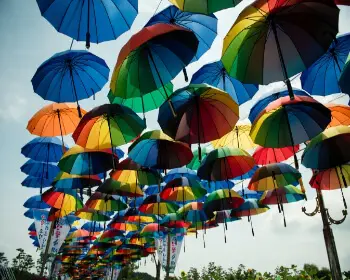 무안 연꽃축제29