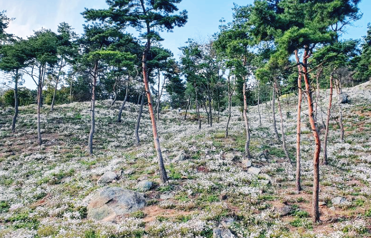 하얀 눈이 내린듯한 구절산 풍경