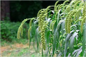 기장 재배 건조 토양 적합 파종 방법 탈곡 요령_1