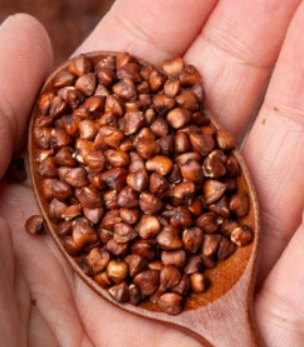 메밀차 효능 부작용 먹는 방법